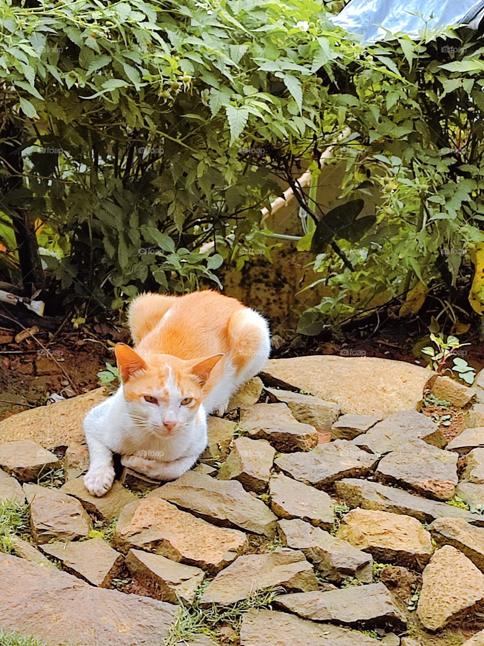 A cat is waiting in the yard