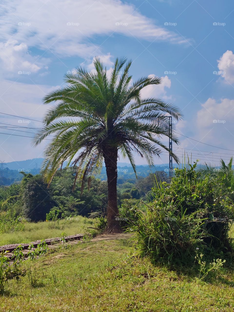 Umbrella Tree