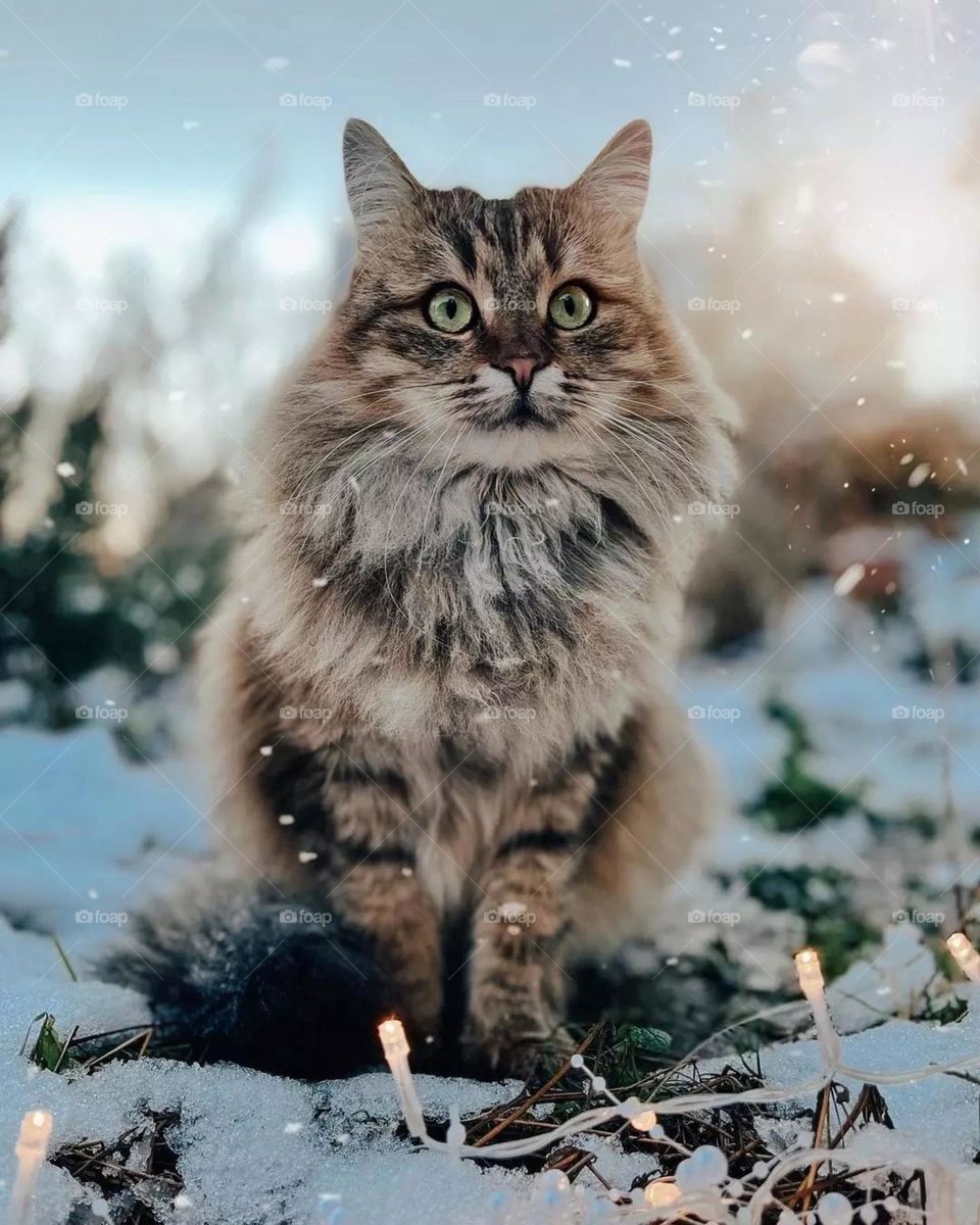 Beautiful cat
