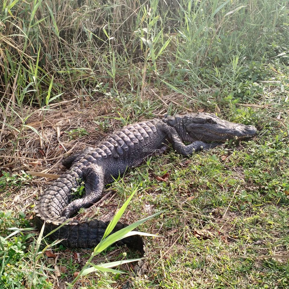 Gator