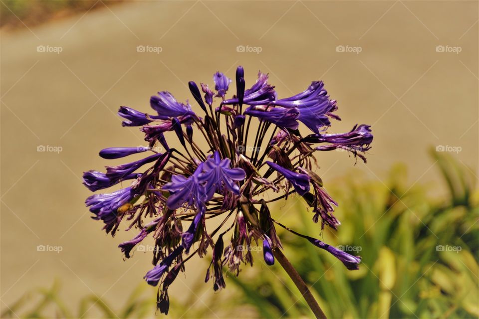 Purple flower 