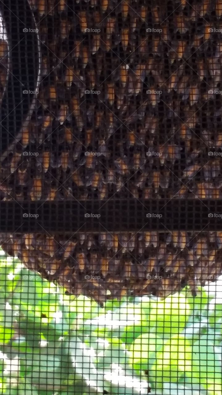 honeybees......