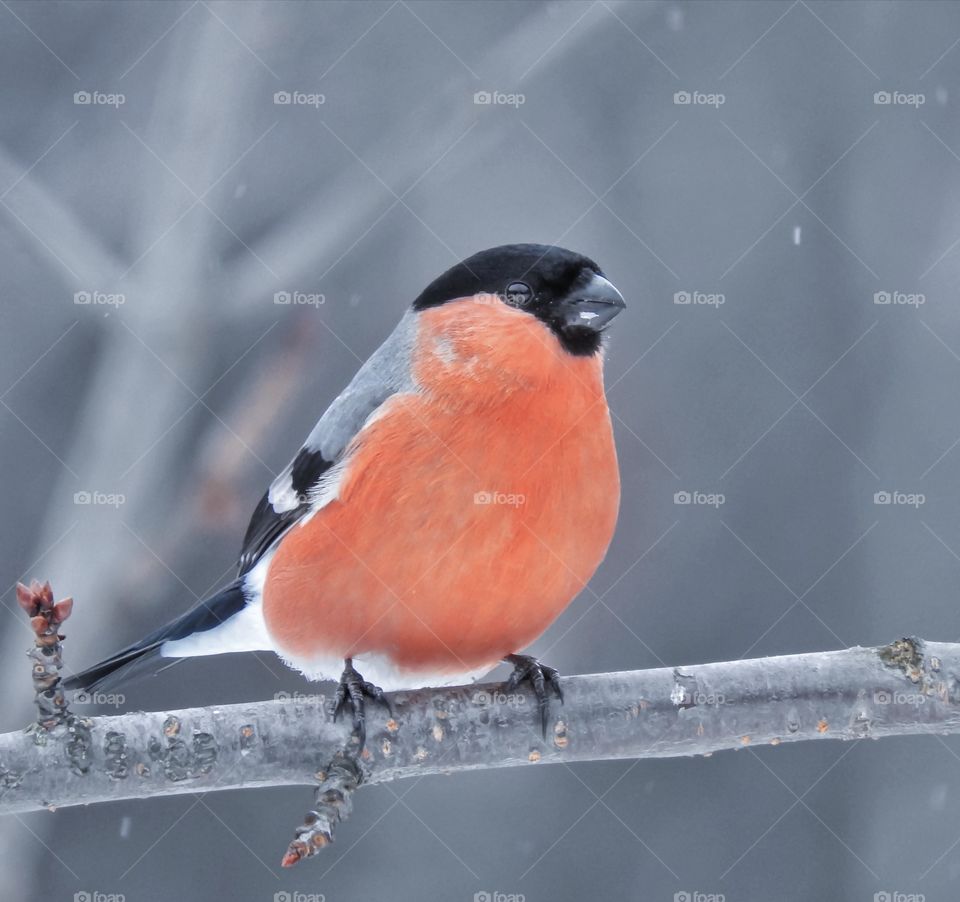 Bullfinch on a branch in winter