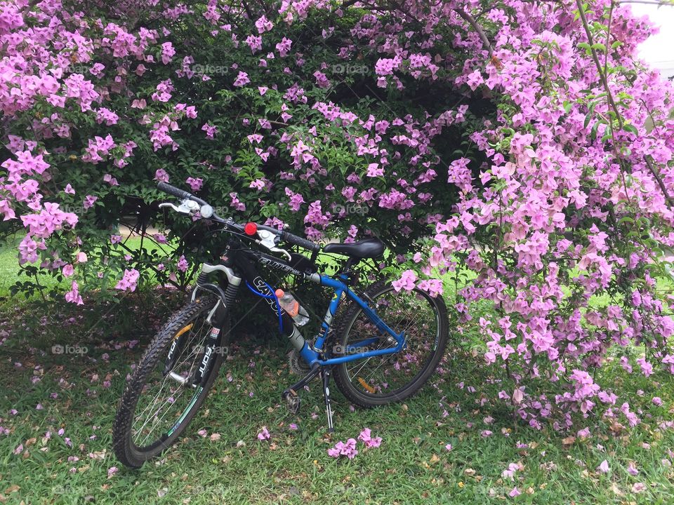 Bicicleta na Primavera