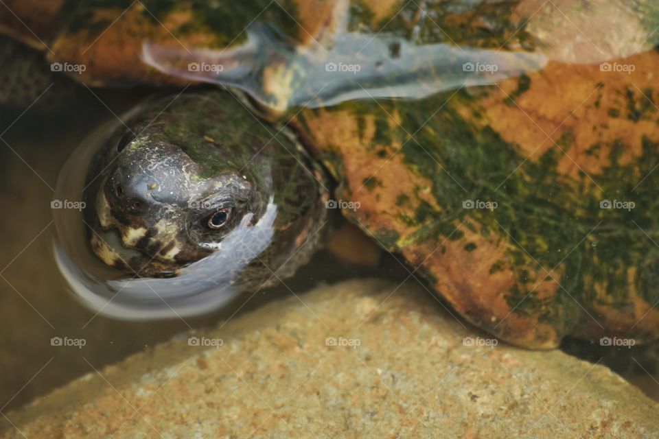 Close turtle on water