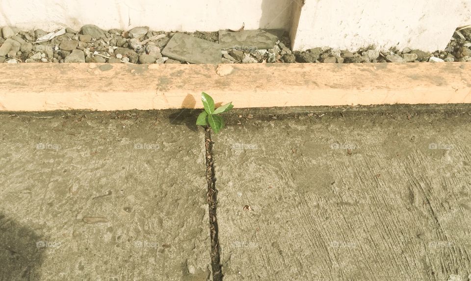 Sturdy plant who thrives in cracks of cement 