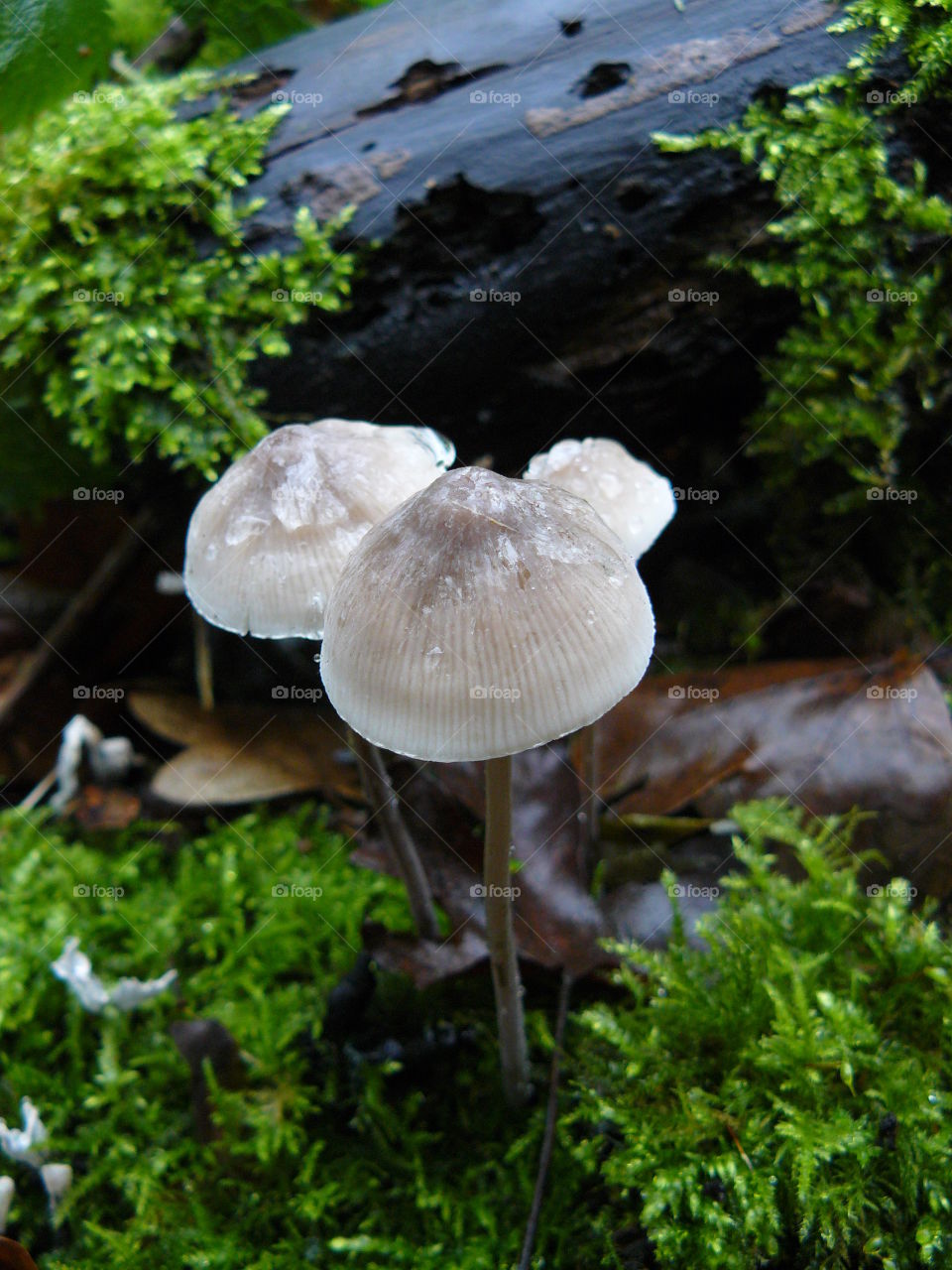 White and grey small wild mushrooms in the woods close up macro photo of tiny fungus with moss and dead leaves rainy forest wet ground water droplets rain