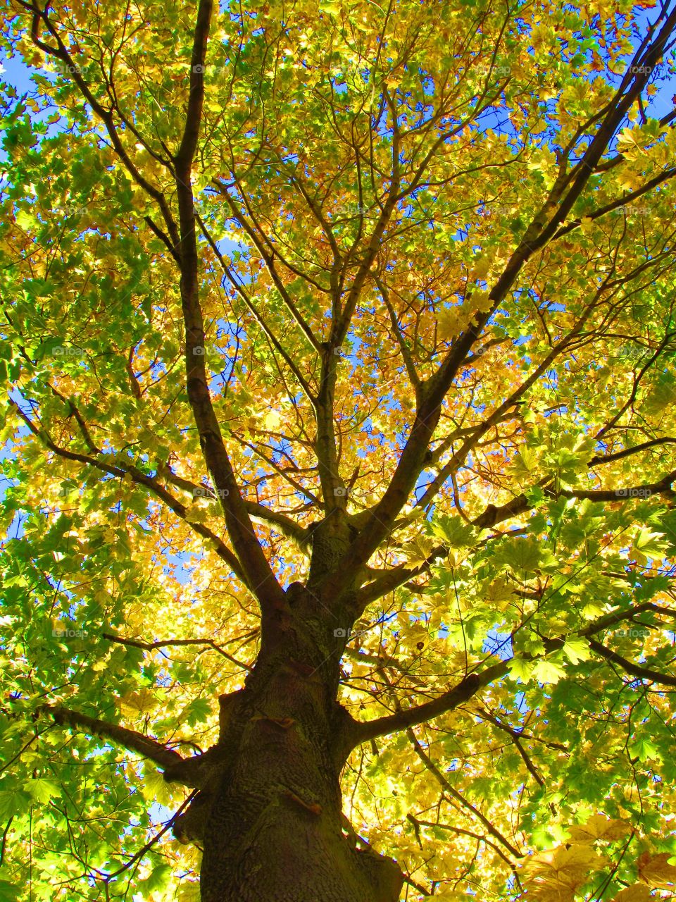 Low angle view of autumn tree