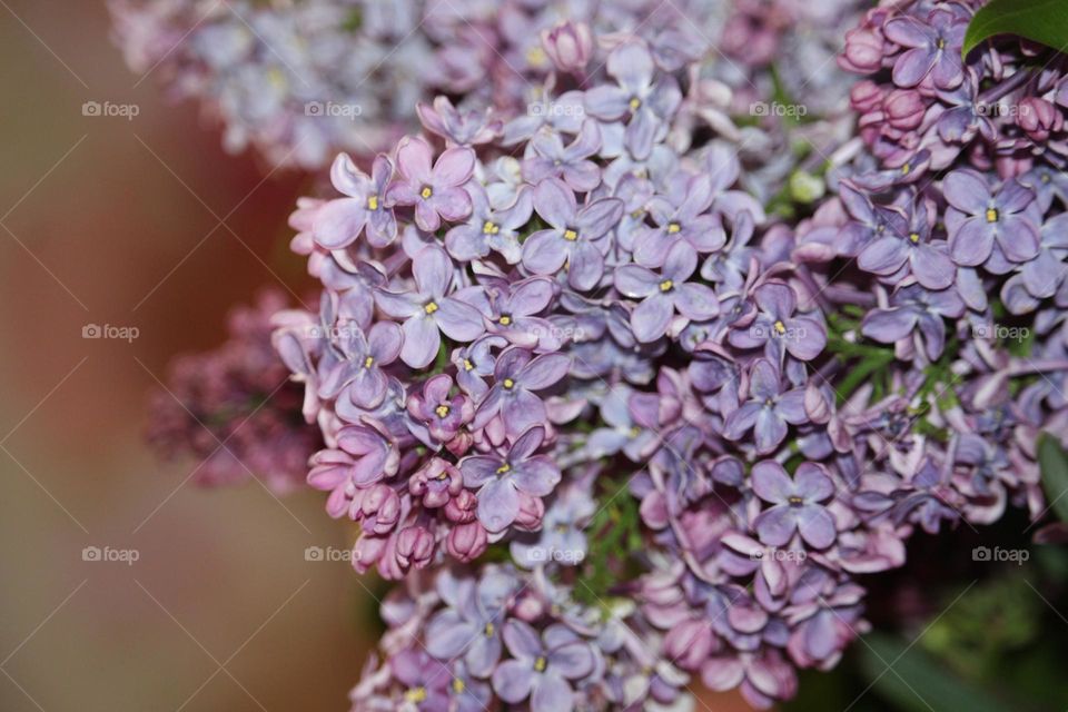 lilac flower