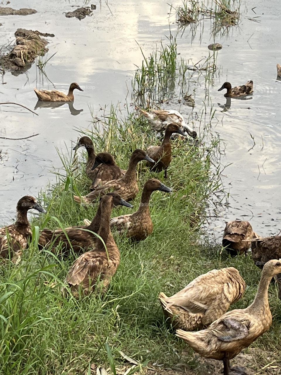 🐦🐝 Birds & Bees- Nature in Motion.