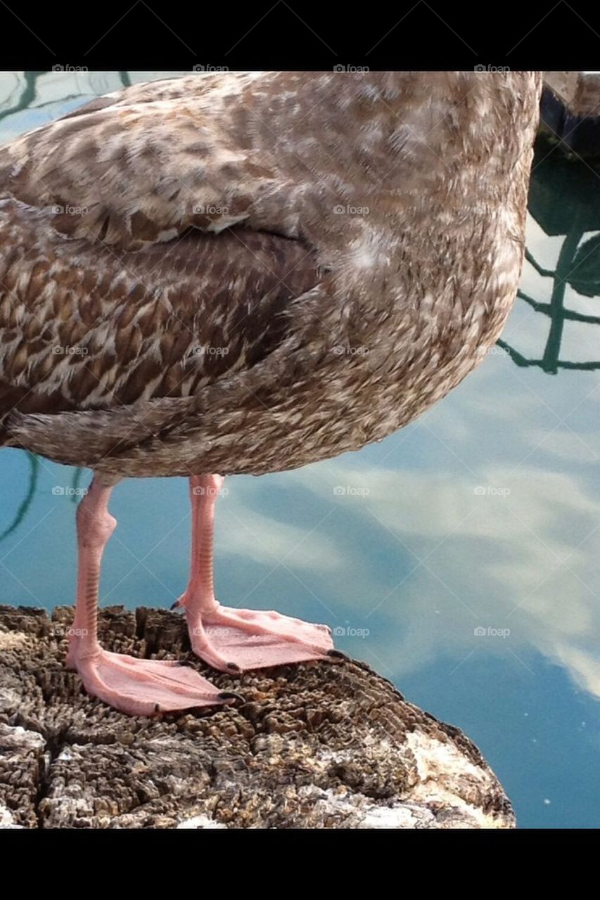 Duck feet