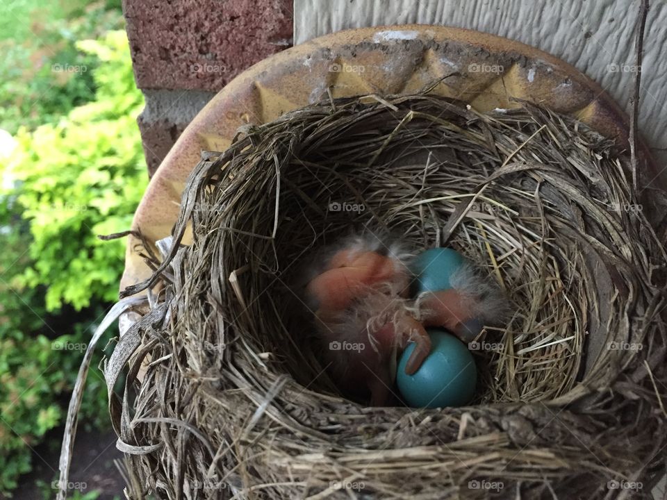 Robins sleeping . Baby robins sleeping in the nest.