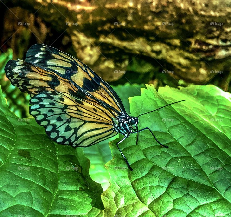 Butterfly on a leaf