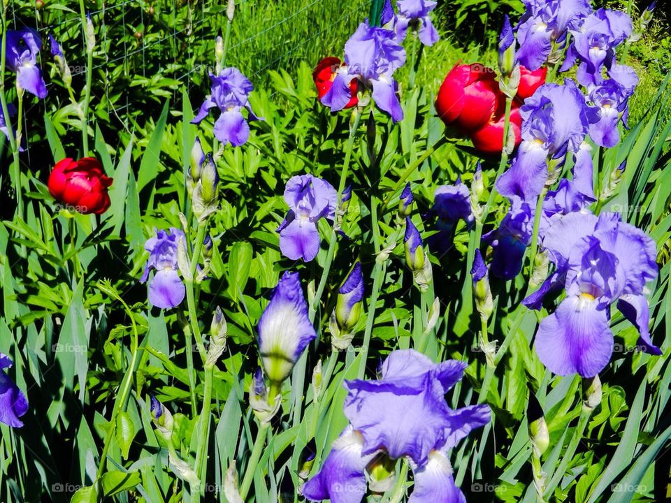 Purple Iris and red Poppies