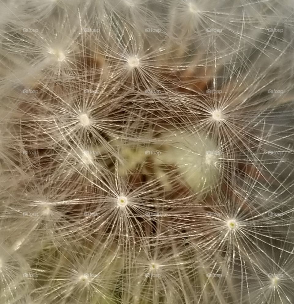 Dandelion (very close)