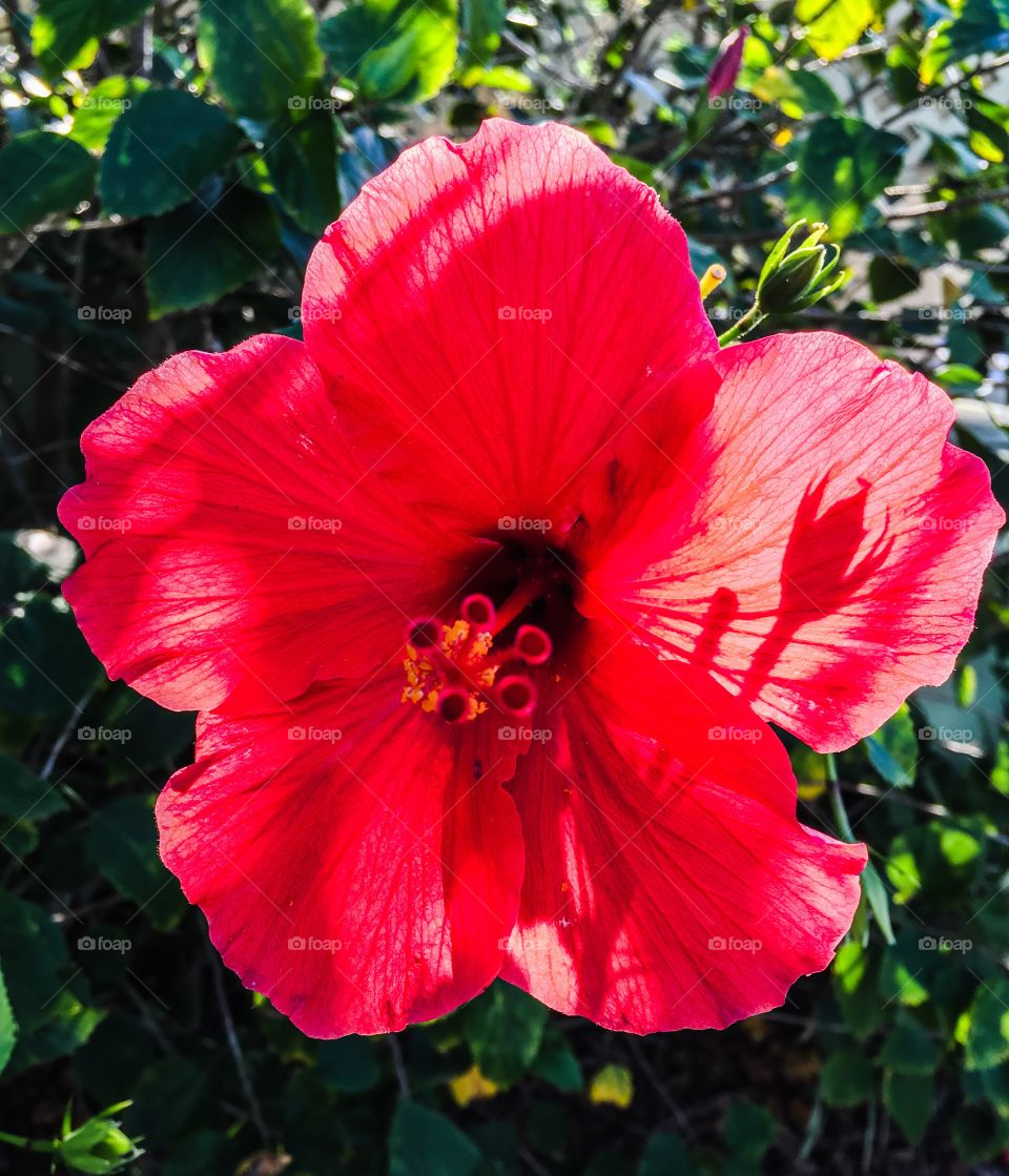 Vibrant red hibiscus flower with a silhouette of a flower bud reflecting on its petals 