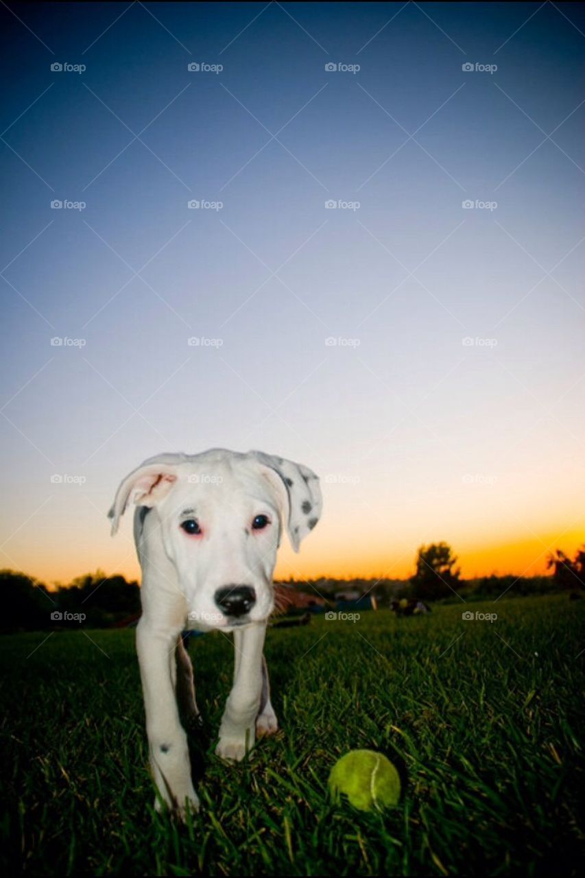 Puppy Sunset