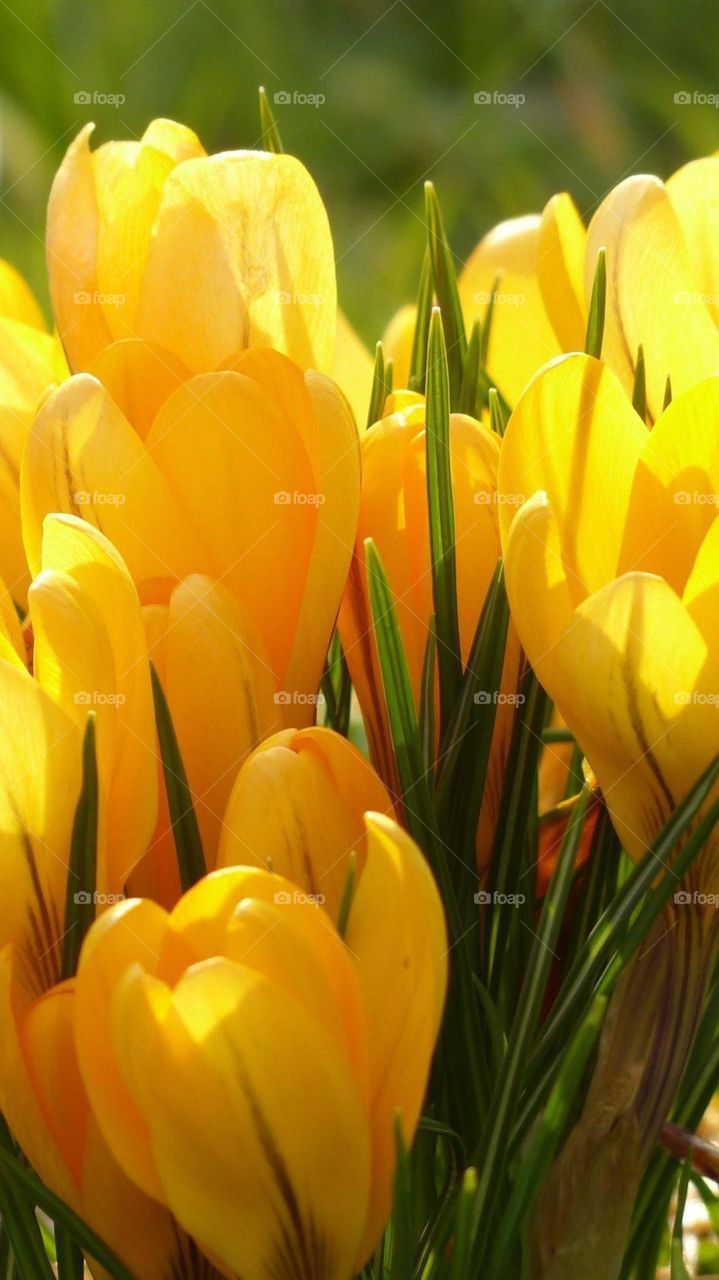 Yellowish tulip