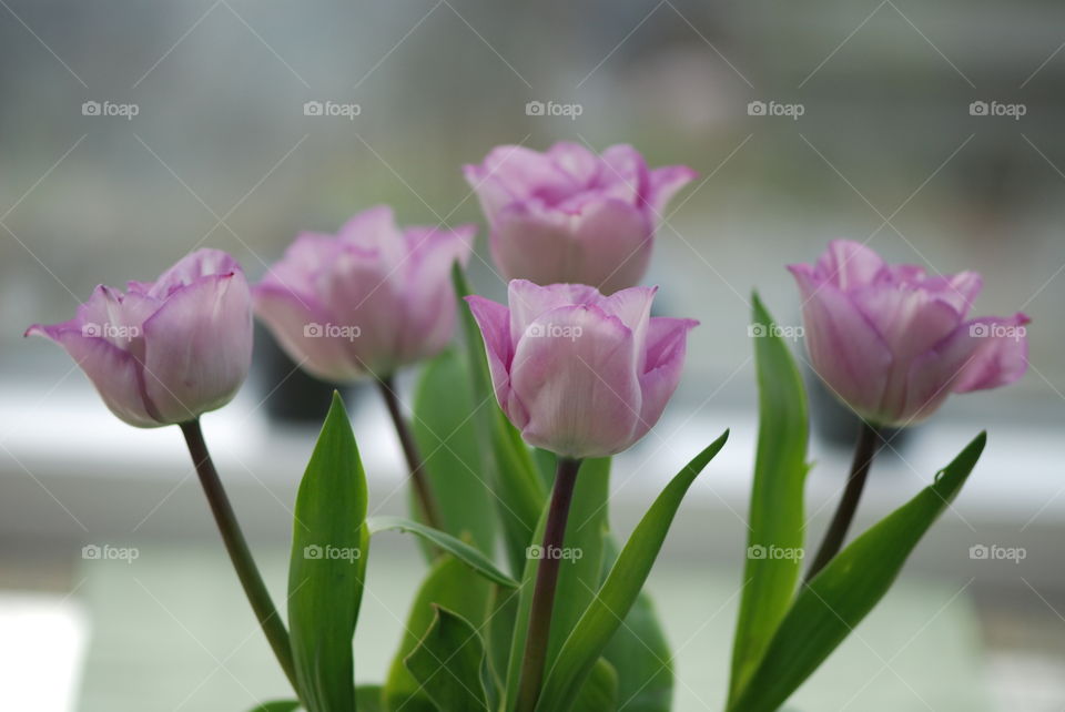 Tulips