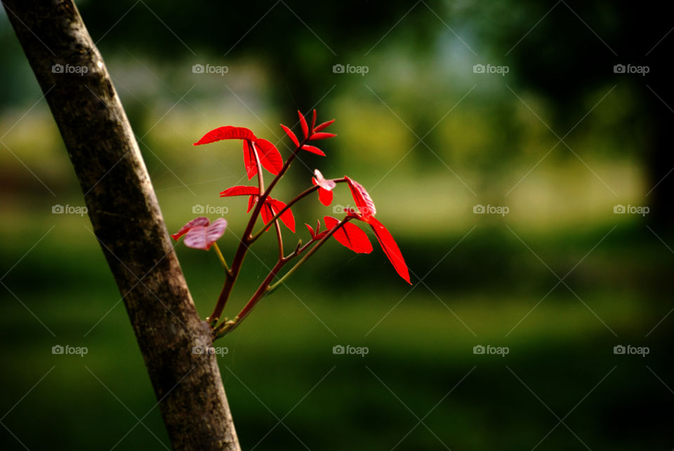 New leaves