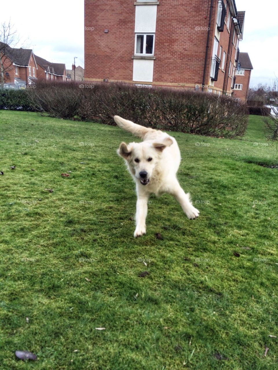 Zoe - Golden Retriever