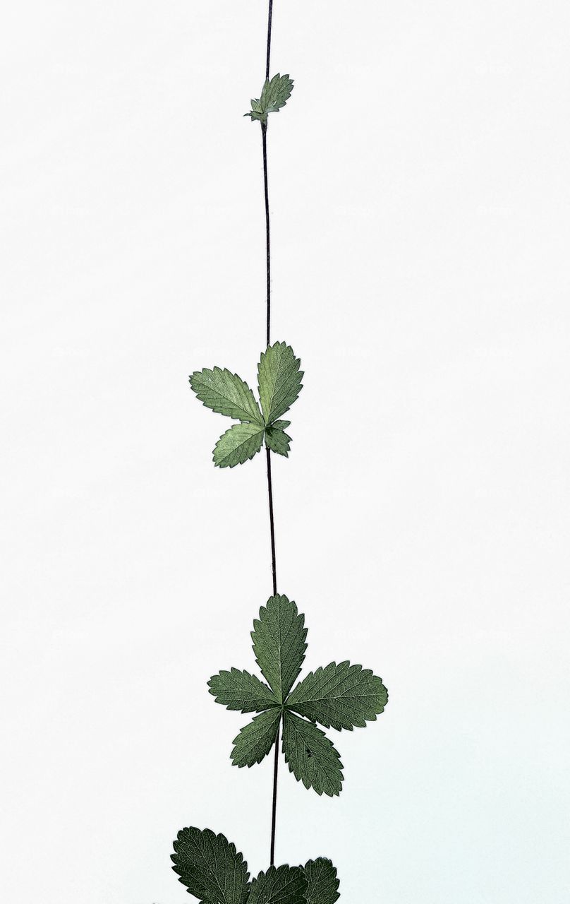 wild strawberry runner