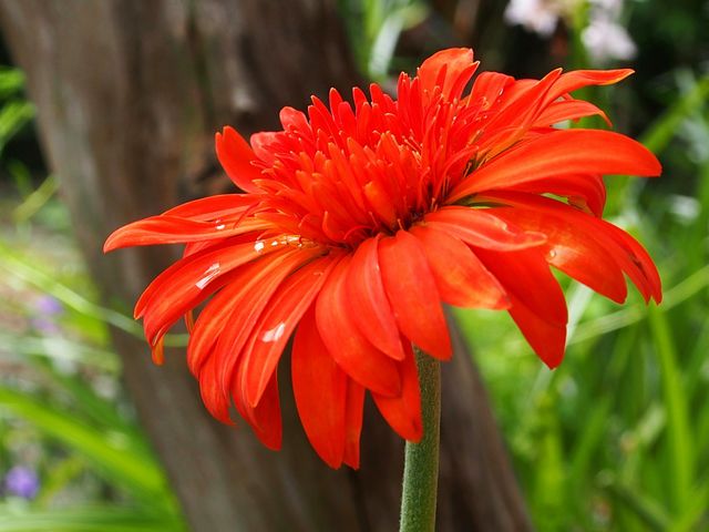 Close-up of orange gerbera flower