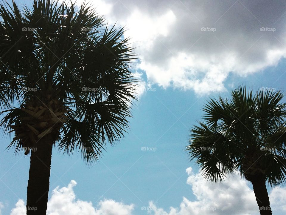 Palm Trees and Sunshine