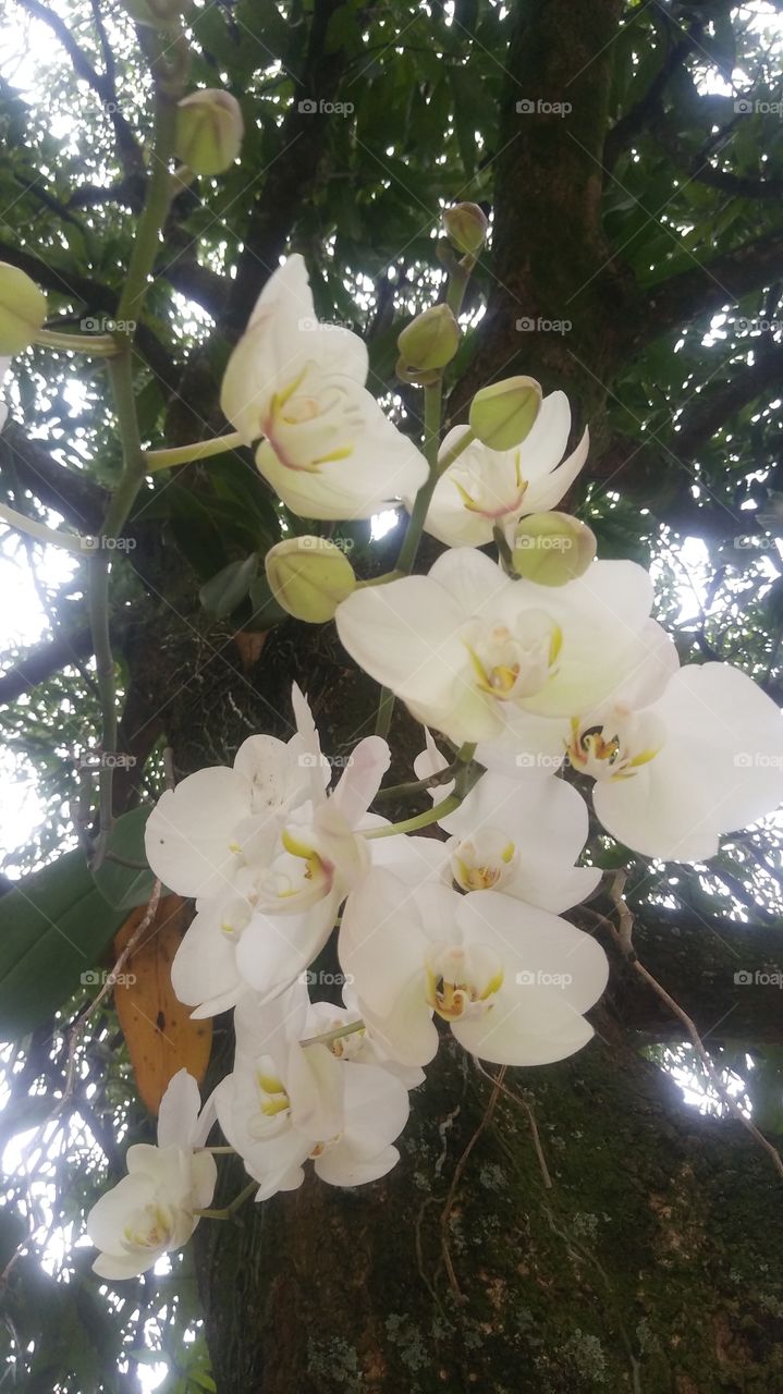 orquídea 3