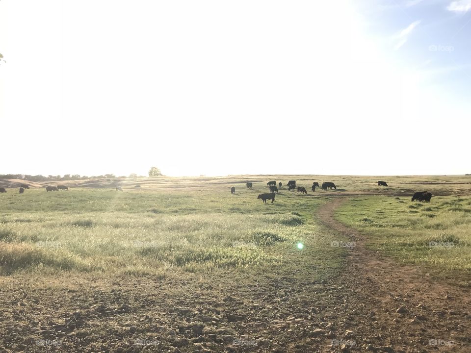 Sunset golden hour cows cattle grazing