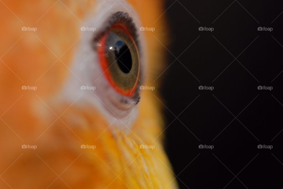 bird parrot caique petbird by lightanddrawing