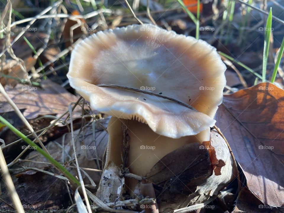 Mushroom 