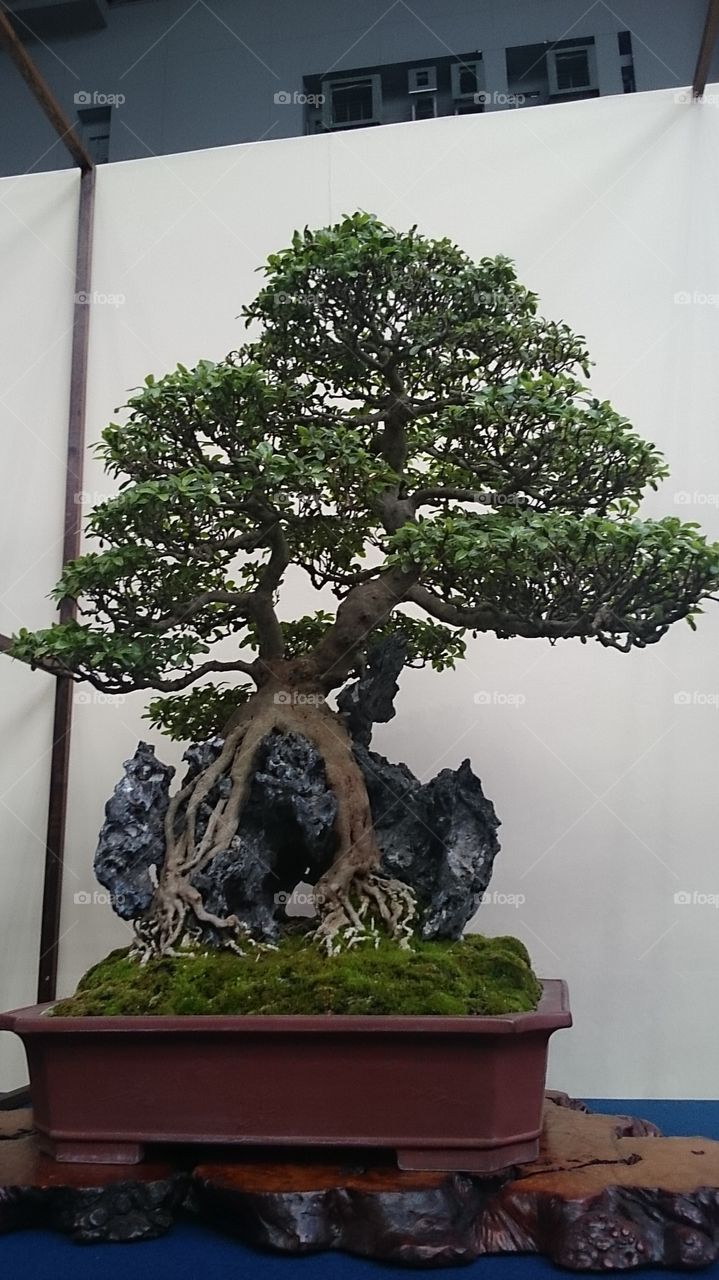 盆栽 bonsai