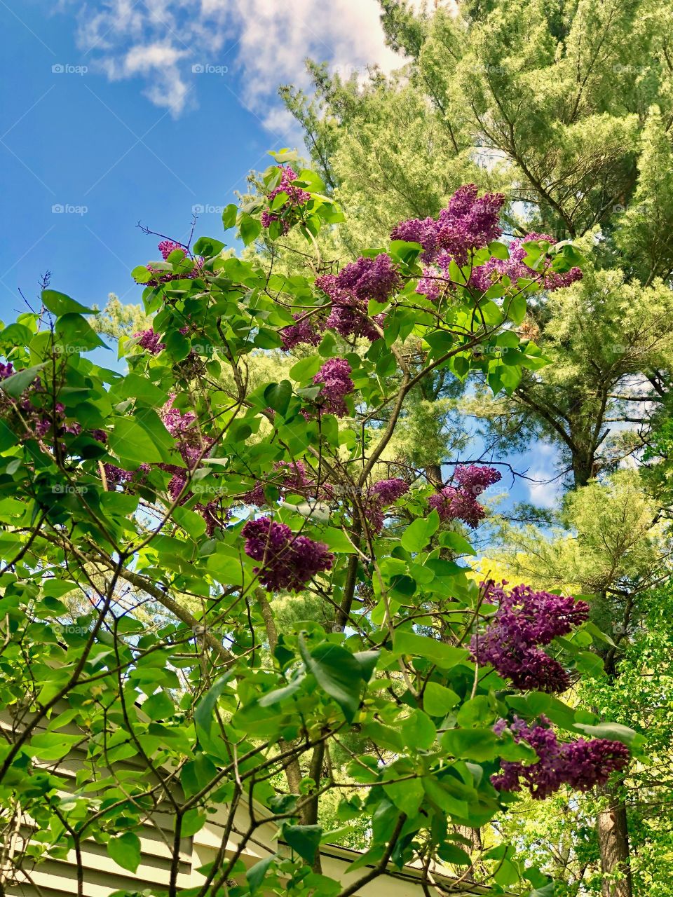 Surrounded by lush greenery, a purple Lilac Bush blooming against a pale blue sky on a beautiful Spring day 