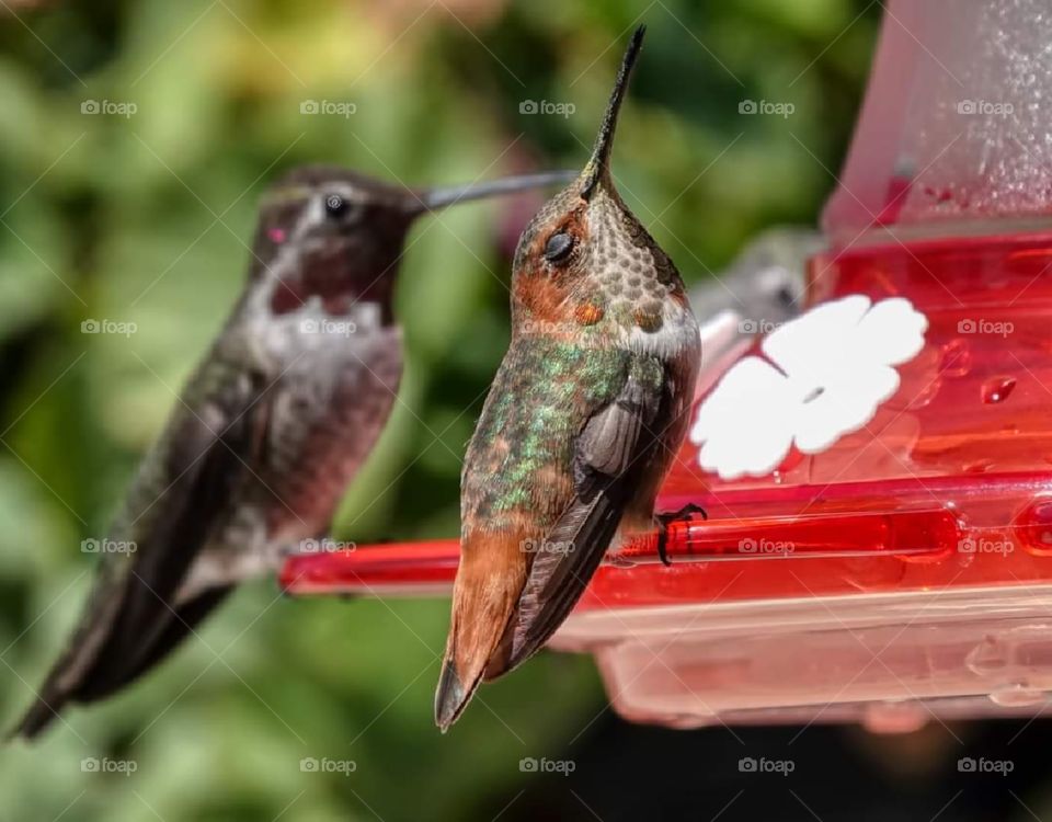 Hummingbirds on Feeder