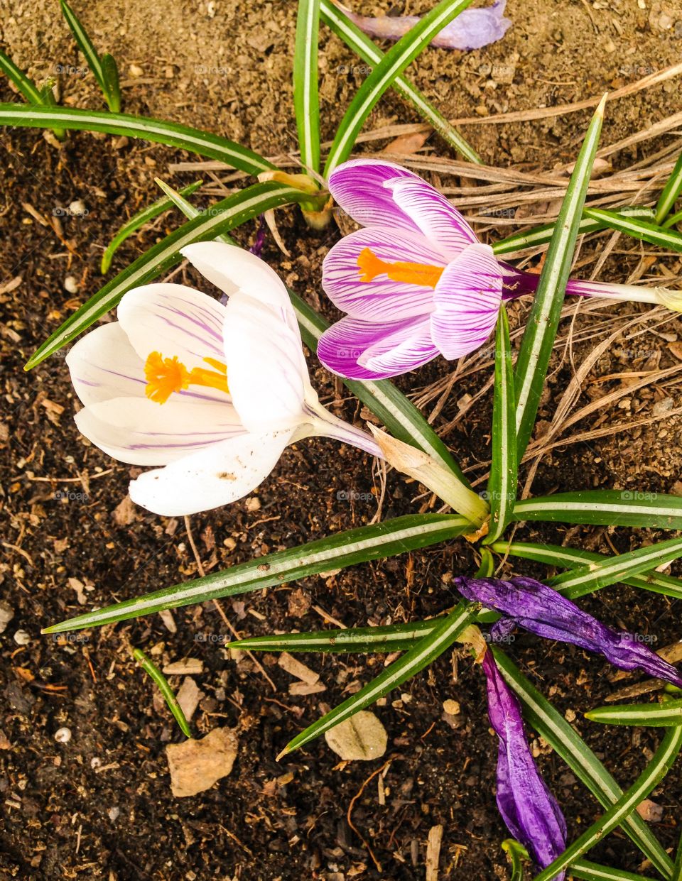 Early Bloomers