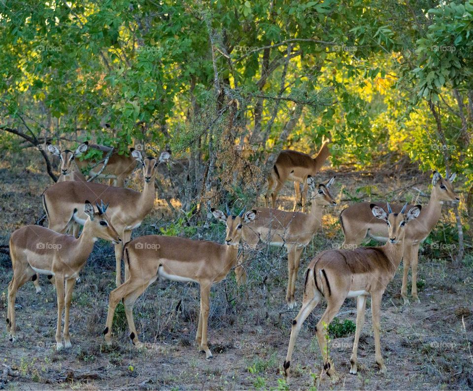 Impalas in the Bush