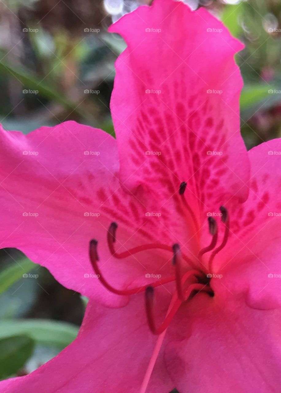 Pink and red flower
