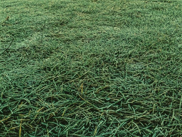grass