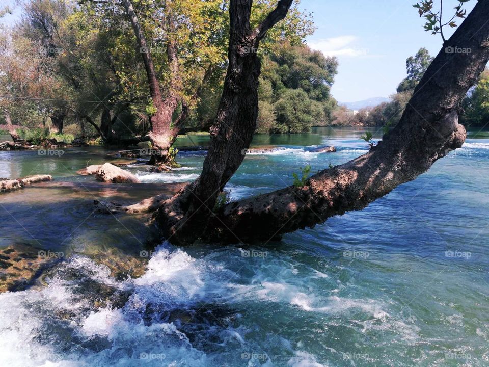 A beautiful stream of the river in the beautiful nature with interesting trees growth.