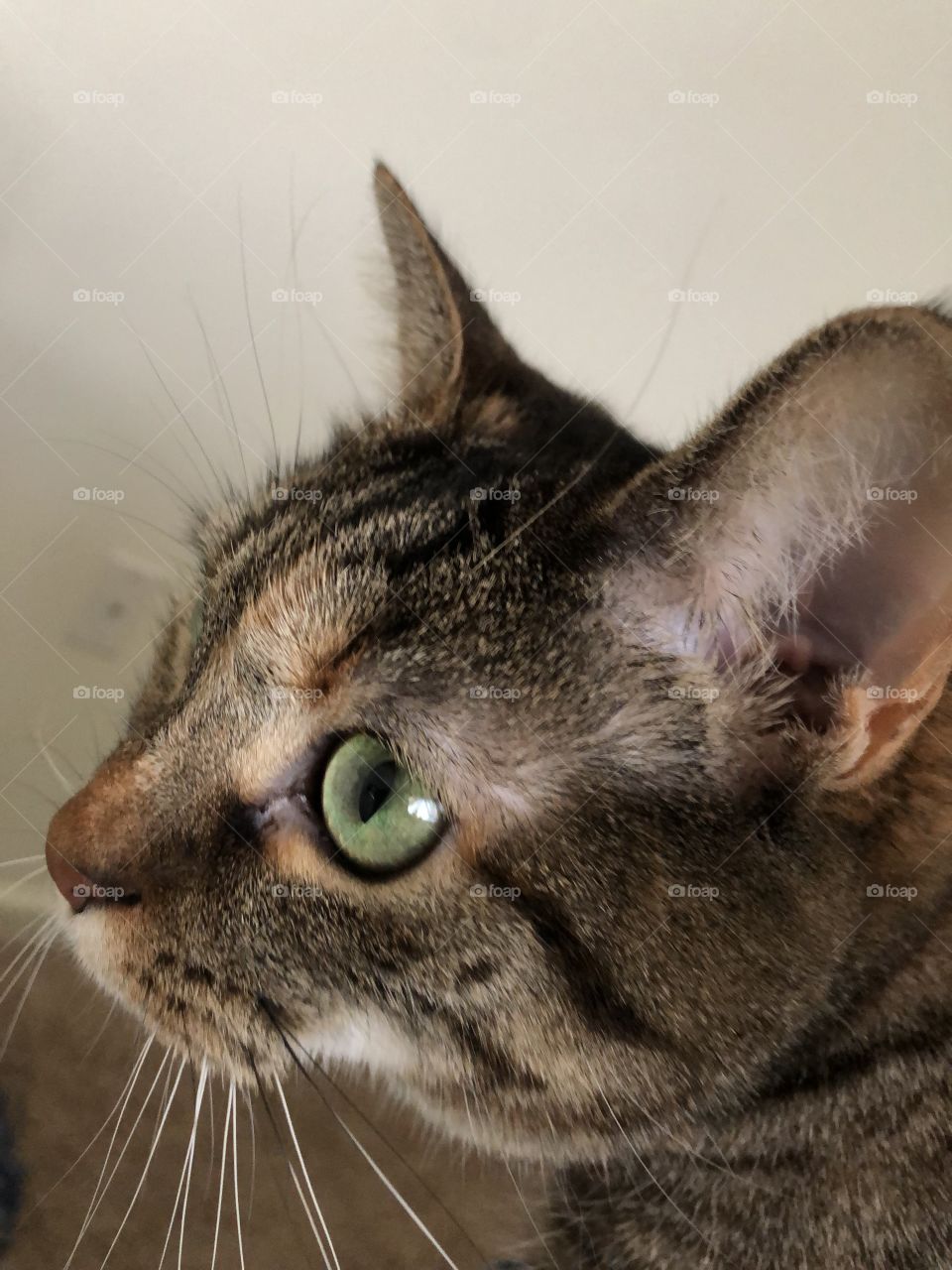 Green eyed tabby cat 