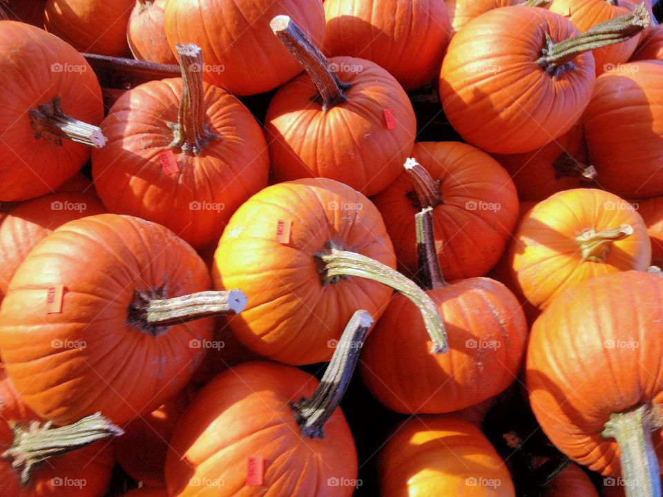 orange fall autumn pumpkin by vickikl3