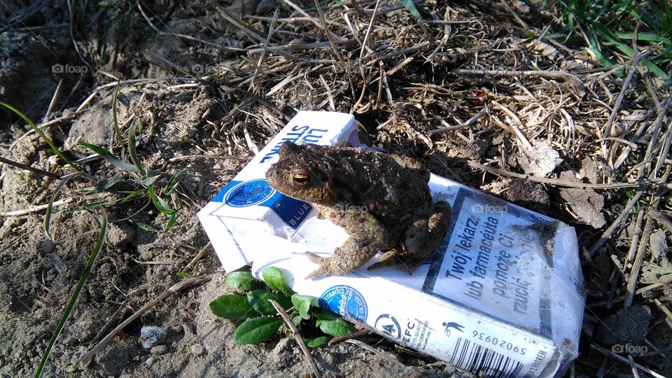 frog. frog on a cigarette