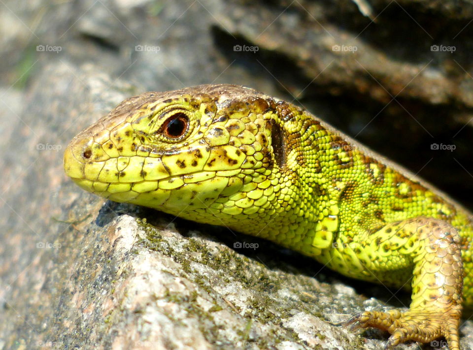 Green sand lizard has sunbathing on the stone