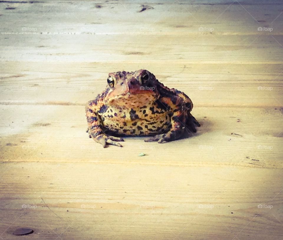 Toad. Toad on the porch