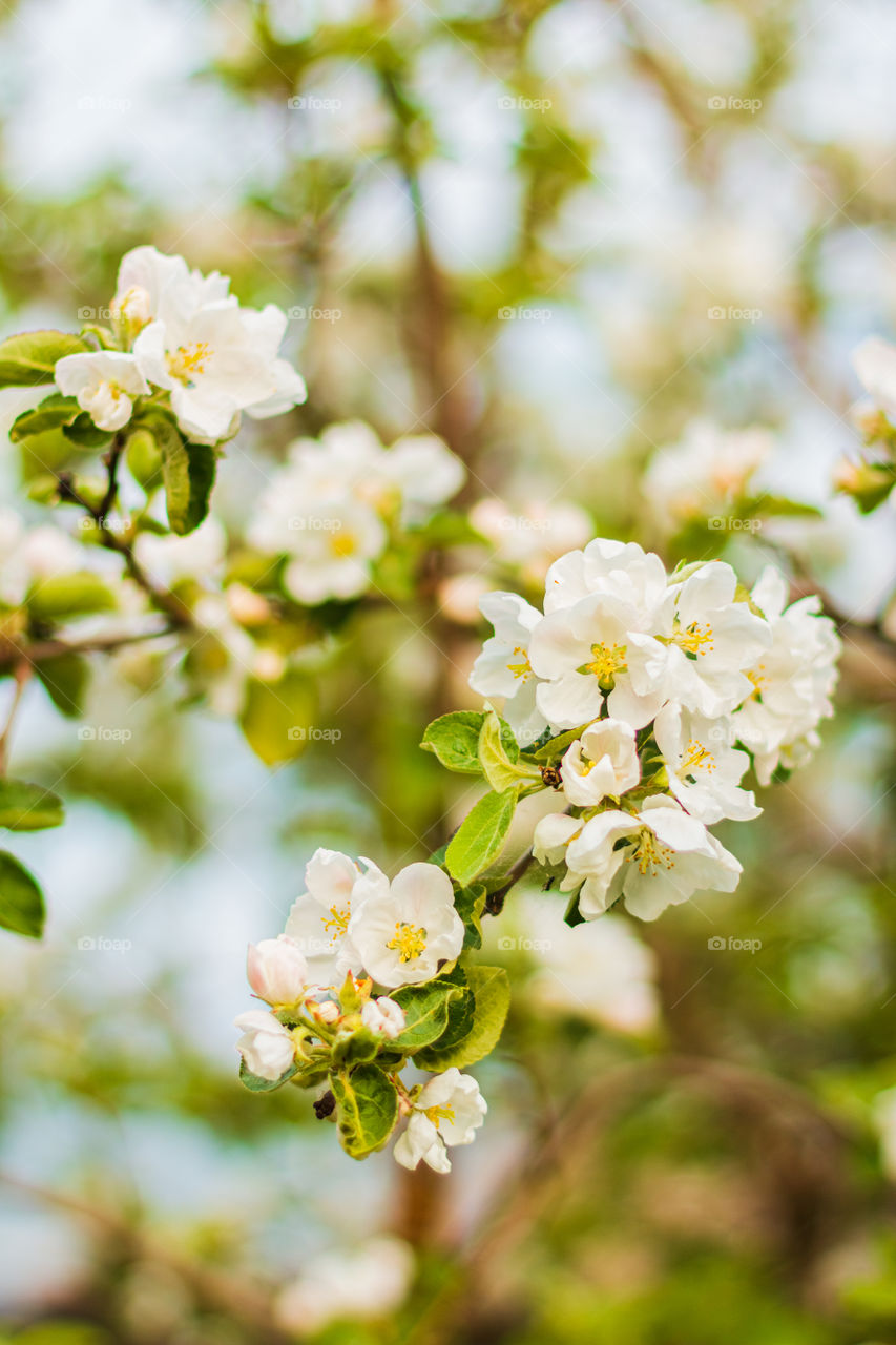 Blooming apple tree flowers