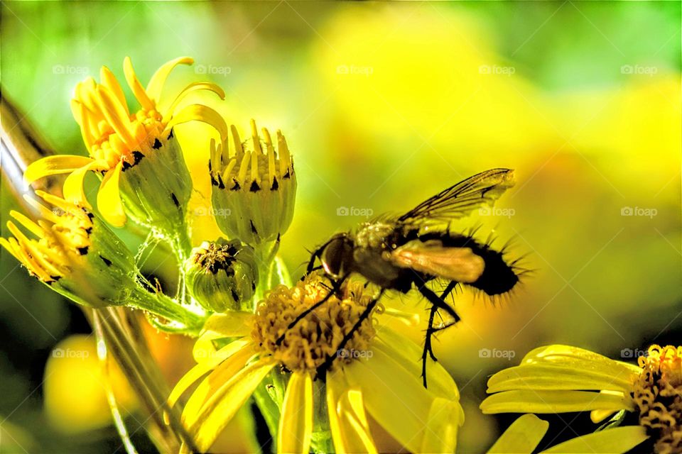 honeybee eating honey on a bright yellow flower in the sun macro picture