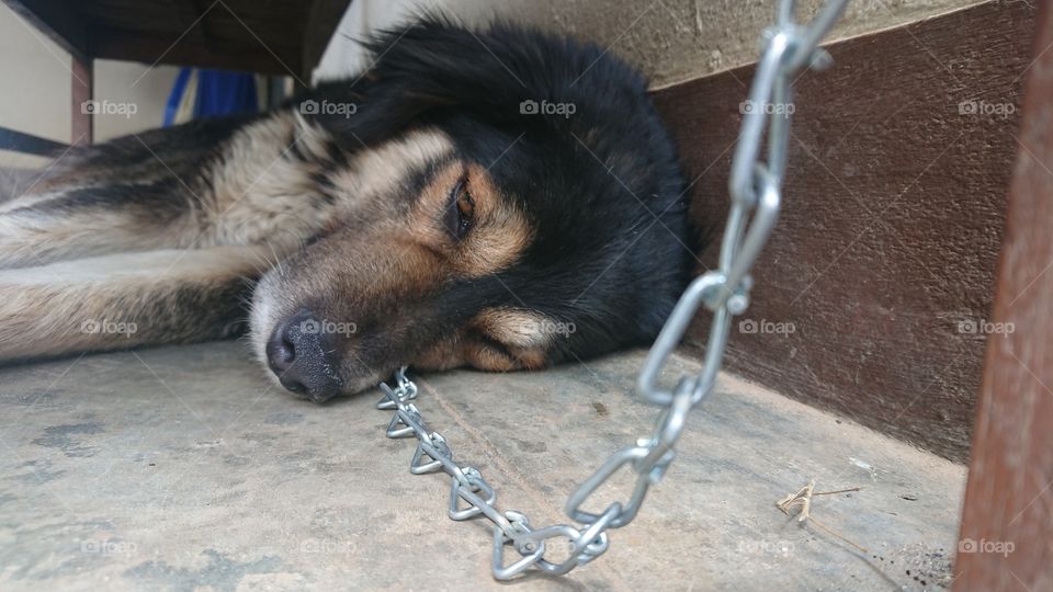 Sad dog chained