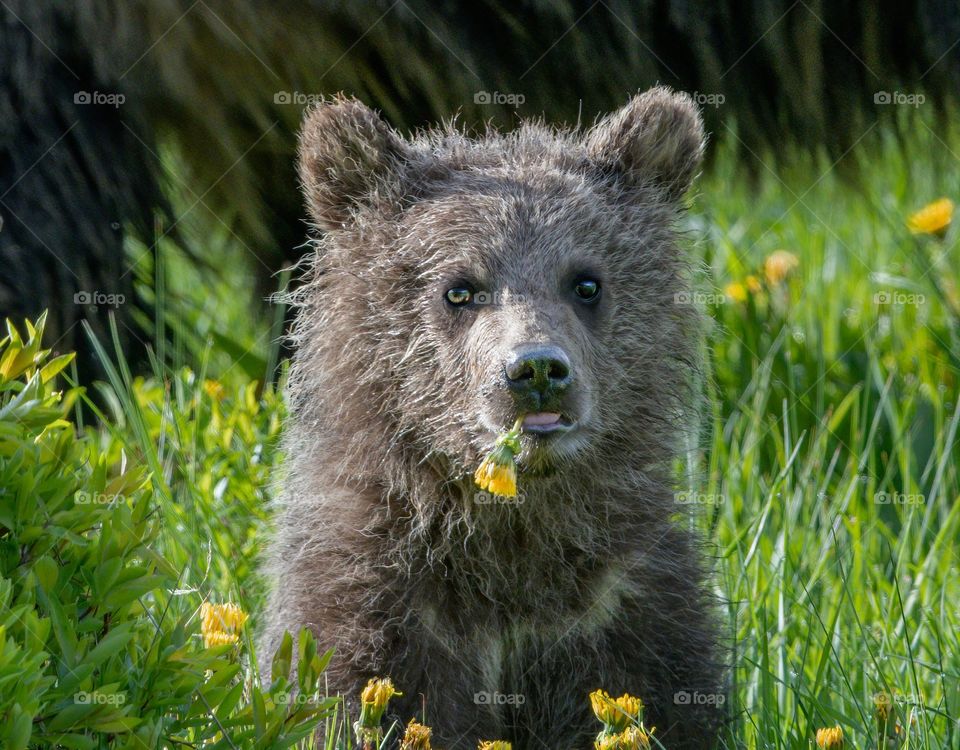 Oso joven comiendo diente de león sentado en la hierba verde