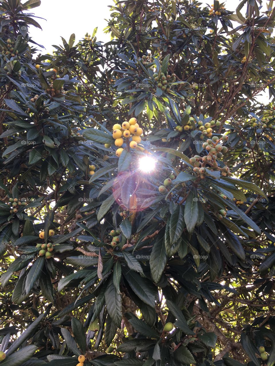 Sun through a Magnolia Tree